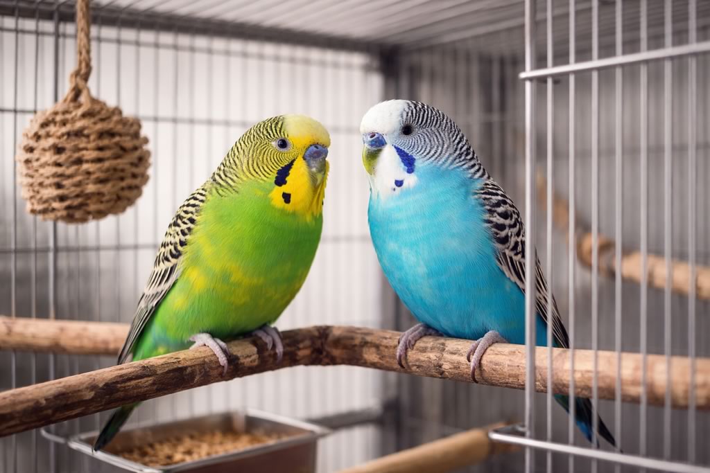Vogelhaltung in der Schweiz